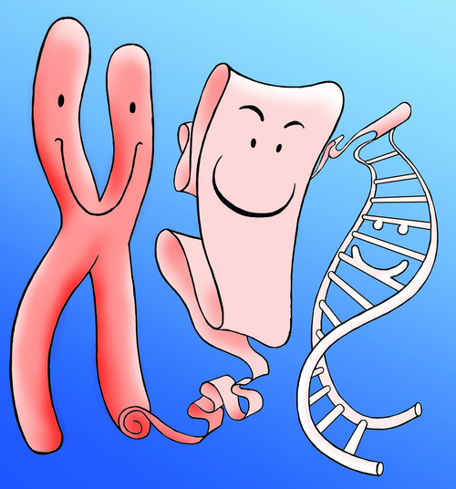 DNA, chromosomes and genes